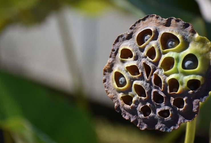 trypophobia